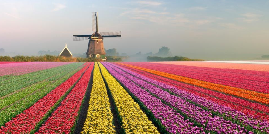 Tulip Holland